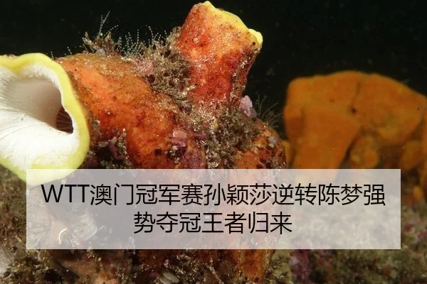 ao-men-guan-jun-sai-sun-ying-sha-ni-zhuan-chen-meng-qiang-shi-duo-guan-wang-zhe-gui-lai-3-120.jpg